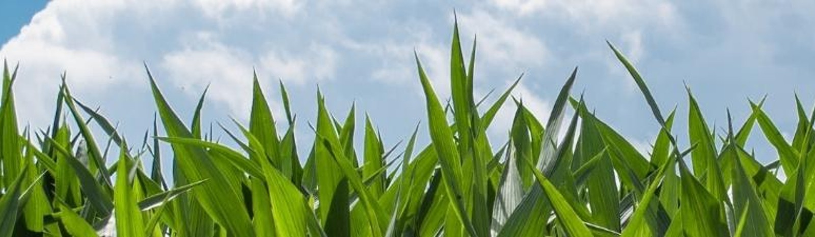 Cornfield against a blue cloudy sky